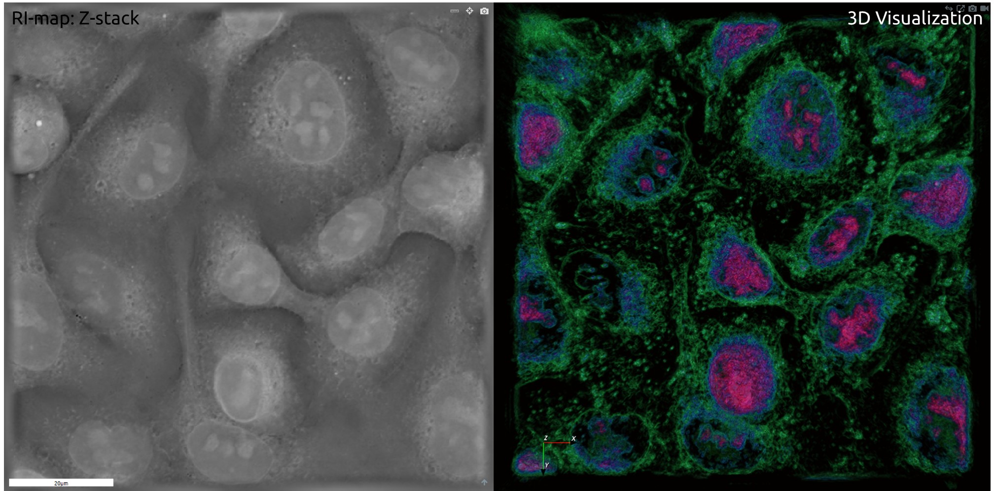 Refractive Index Map of Z‐stack, and 3‐D Visualization of Digitally‐stained Cells